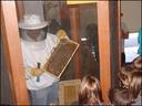 A beekeepers exhibiting a frame of honey bees.
