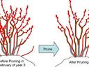Drawing of blueberry bushes before and after pruning
