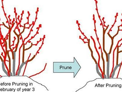 Drawing of blueberry bushes before and after pruning