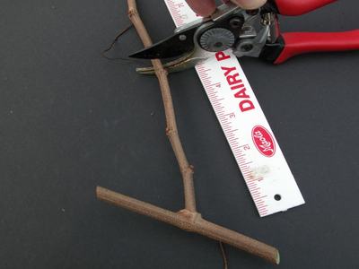 Buds when Pruning Muscadine Grapes