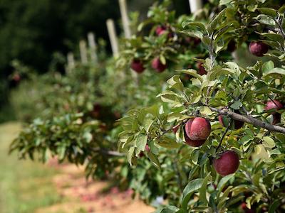 Row of apple trees with red apples hanging from leafy branches