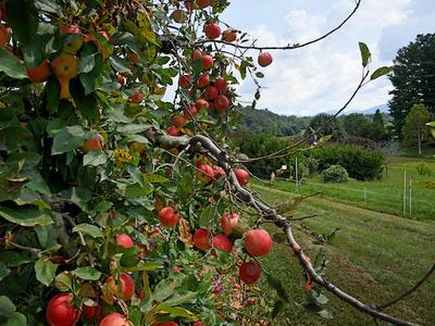 Red apples hanging from a leafy tree branch in an orchard with grassy hillside