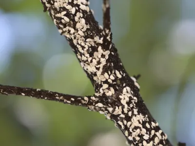 Branch covered in clustered white scale insects (mealybugs)