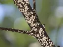 Branch covered in clustered white scale insects (mealybugs)