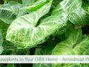 Variegated arrowhead plant leaves; text reads "Houseplants in Your OBX Home - Arrowhead Plant"