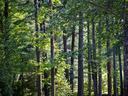 Dense stand of tall pine and deciduous trees with sunlight filtering through leaves
