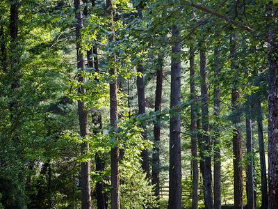 Dense stand of tall pine and deciduous trees with sunlight filtering through leaves
