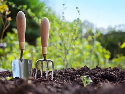 Wooden handled stainless steel garden hand trowel and hand fork tools standing in a vegetable garden border with green foliage behind with a blue sky.