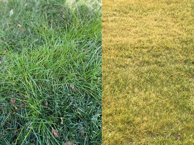 Split lawn with green grass on left and yellowed grass on right