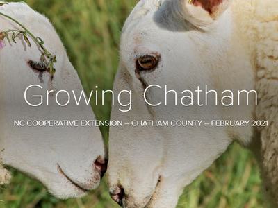 Two sheep touching noses; overlaid text "Growing Chatham"
