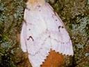 Photo of an adult female gypsy moth.