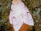 Photo of an adult female gypsy moth.