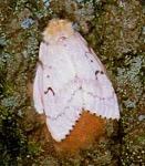 Photo of an adult female gypsy moth.