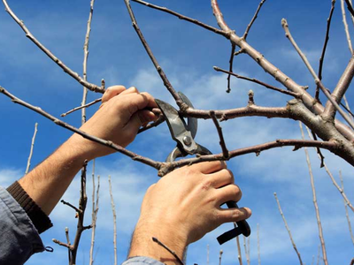 Hand Pruners
