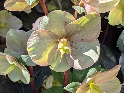 Hellebores
