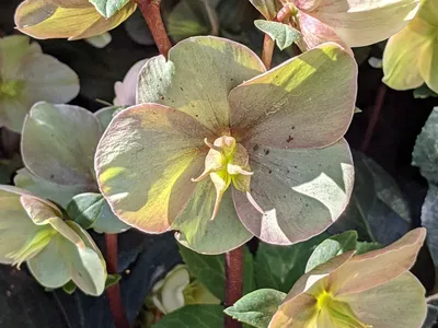 Hellebores
