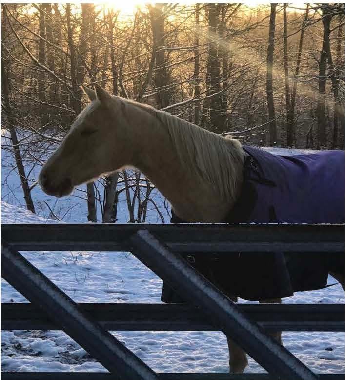 Blanket covered Horse at Fence with snow in the background
