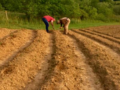 planting the veggie garden