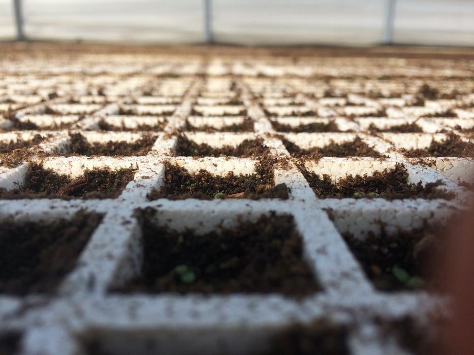 Greenhouse thermometers on trays