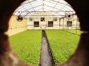 Greenhouse with dense green seedlings in two beds and central walkway, viewed through round opening