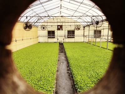 Greenhouse with dense green seedlings in two beds and central walkway, viewed through round opening
