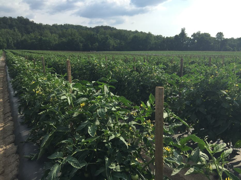 Healthy tomato field