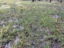 Waterlogged Yard
