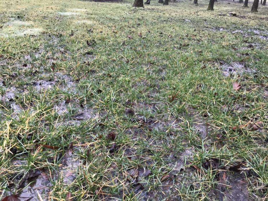 Waterlogged Yard
