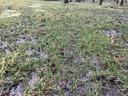 Weak tall fescue growing in water-saturated soil