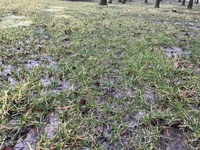 Weak tall fescue growing in water-saturated soil
