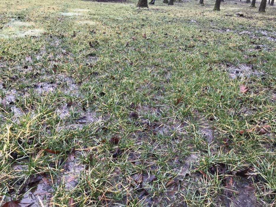 Weak tall fescue growing in water-saturated soil