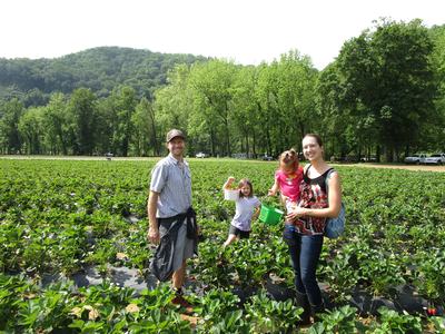Family Picking Fresh Strawberries