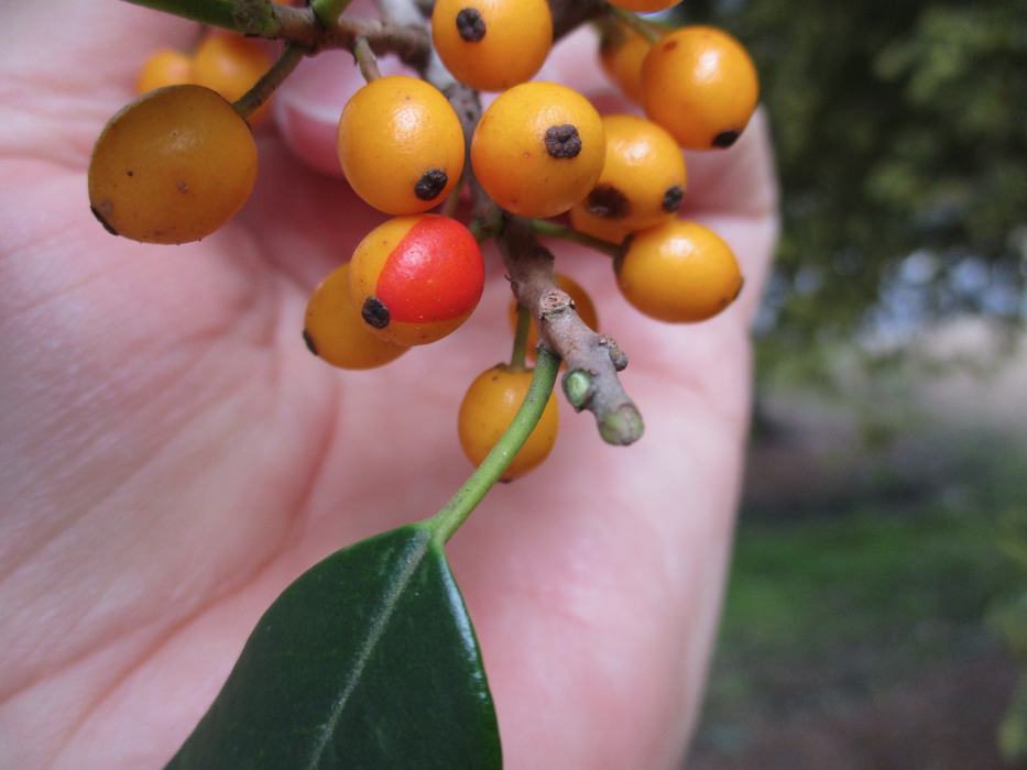 Yellow-fruited American hollies close up