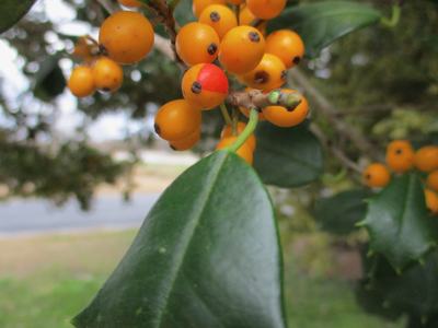Yellow-fruited American hollies