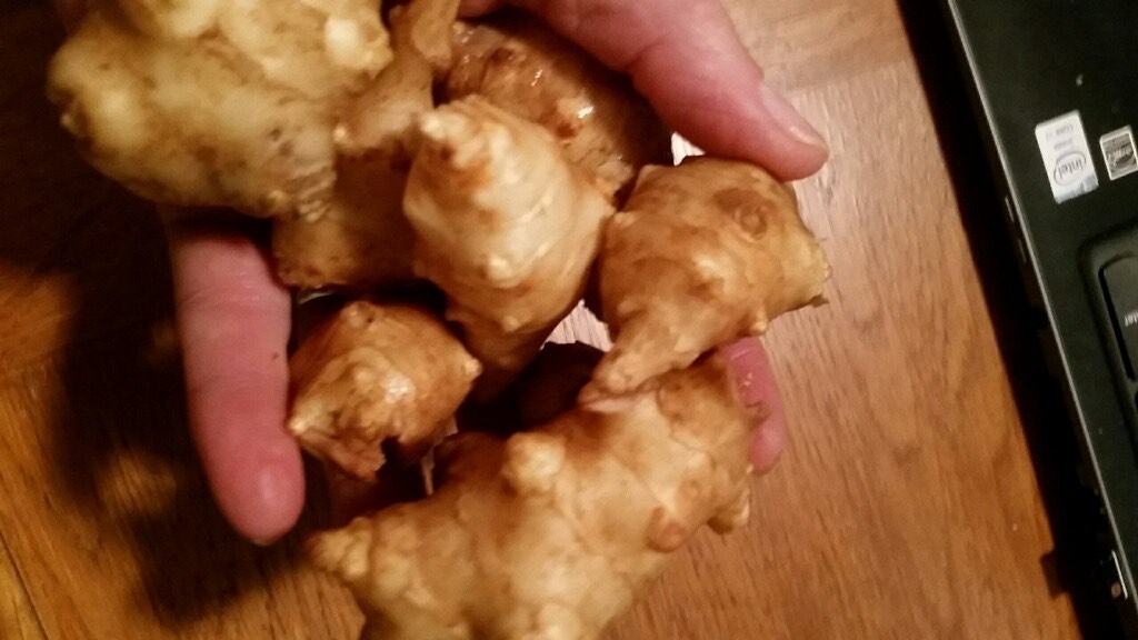 Jerusalem artichoke tubers. 