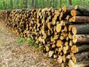 Stacks of logs