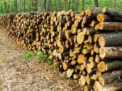Stacks of logs