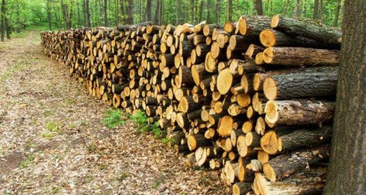 Timber logs piled up