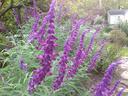 Purple Sage 