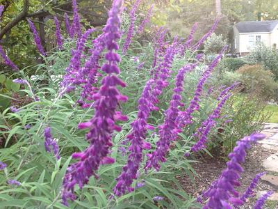 Purple Sage 