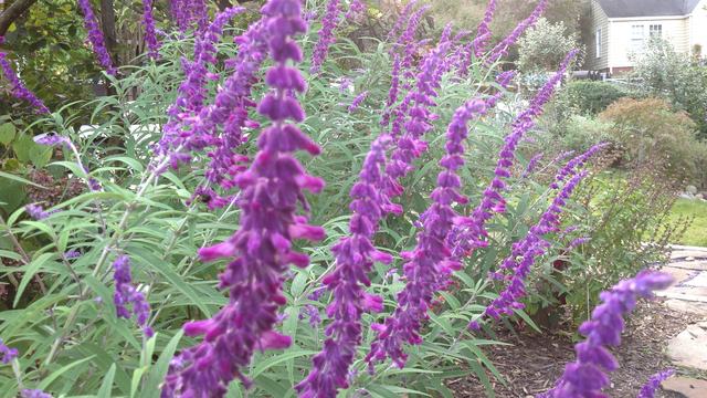 Purple Sage 