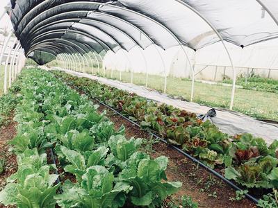 Vegetable rows under a shade structure