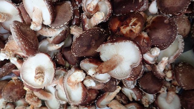 Shiitake mushrooms