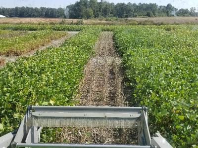 Combine header harvesting soybean rows, view from cab toward distant treeline
