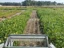 Combine header harvesting soybean rows, view from cab toward distant treeline