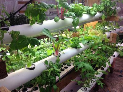 hydroponics rack