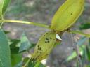 Two elongated green seed pods with black spots on a leafy branch