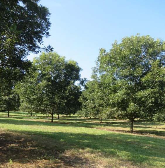 Pecan trees