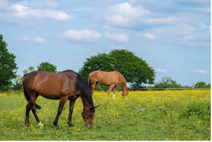 Two horses grazing