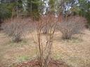 Leafless shrub clump in grassy field with other shrubs and a tree line behind